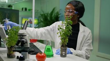 非洲植物学家研究员采取遗传解决方案测试管